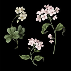 White flowers isolated. Botanical illustration. Vector
