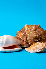Fototapeta na wymiar Three seashells on a blue background closeup