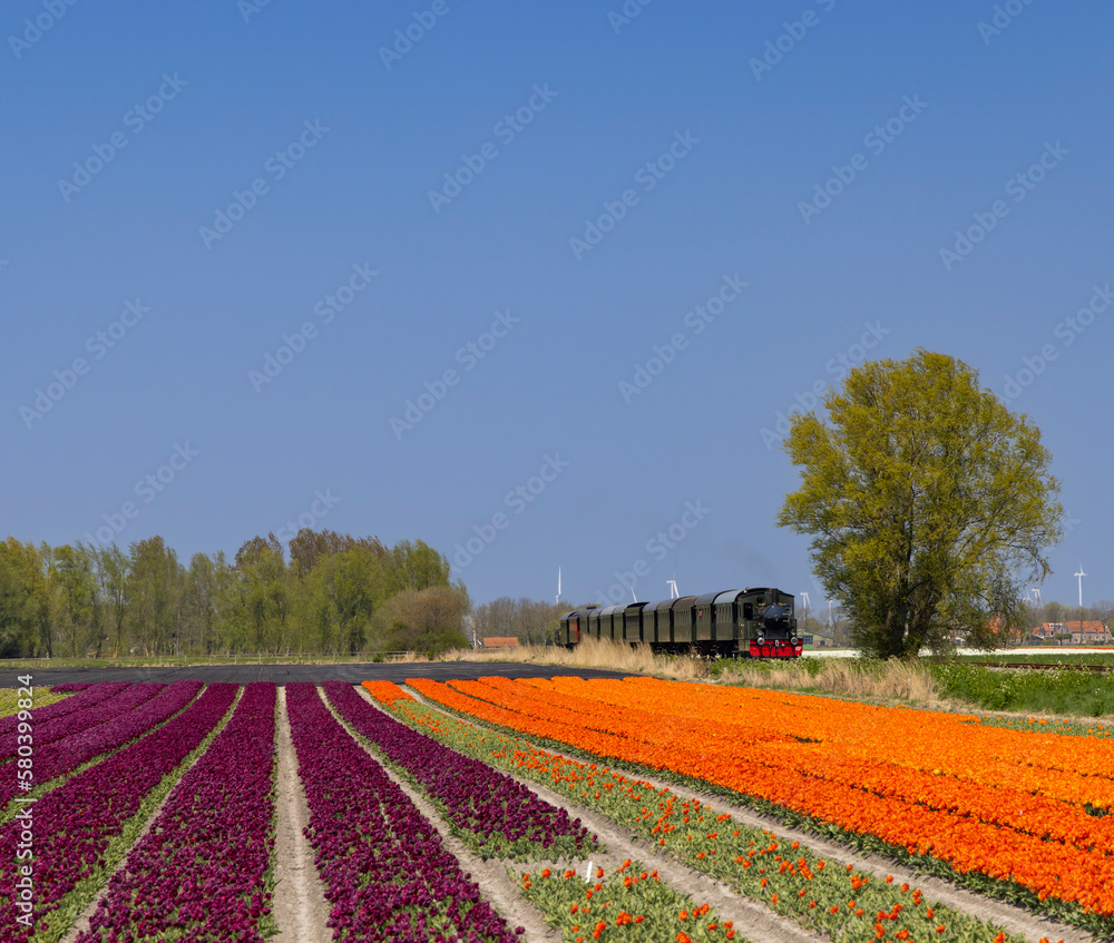 Sticker steam trai with tulip field, hoorn - medemblik, noord holland, netherlands