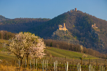 Chateau de Saint-Ulrich ruins, Chateau du Girsberg ruins and Chateau du Haut-Ribeaupierre near Ribeauville, Alsace, France