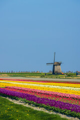 windmill with tulip field in North Holland, Netherlands