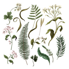 White flowers, fern and different leaves isolated. Botanical illustration. Vector.