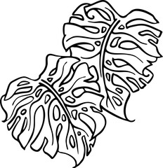 Monstera tropical green leaf drawing. Exotic nature palm plants theme illustration, decorative vector element for logo design, postcard, party invitation deco, restaurant menu, spa salon. Hand drawing