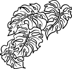 Monstera tropical green leaf drawing. Exotic nature palm plants theme illustration, decorative vector element for logo design, postcard, party invitation deco, restaurant menu, spa salon. Hand drawing