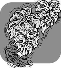 Monstera tropical green leaf drawing. Exotic nature palm plants theme illustration, decorative vector element for logo design, postcard, party invitation deco, restaurant menu, spa salon. Hand drawing