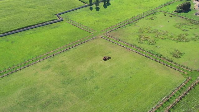 Caballos en el campo