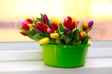 Fresh and colourful tulips in green plastic bucket