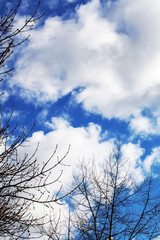 Blue sky with clouds and tree branches
