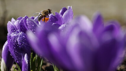 Pszczoła na fioletowych krokusach.