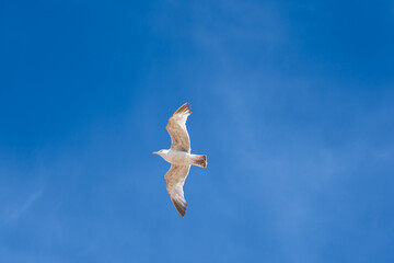 flying seagulls. Seagulls flying over the sea in the blue sky