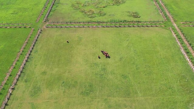 Caballos en el campo