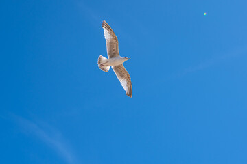 flying seagulls. Seagulls flying on the beach by the sea