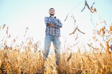 A farmer inspects a soybean field. The concept of the harvest