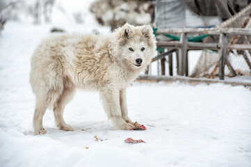 a fluffy white Nenets dog stands in the snow against the background of reindeer herders' sleds and...