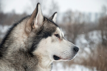 Malamute dog breed portrait on the background of a winter urban landscape