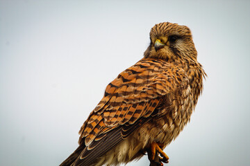 A stunning shot of a Kestrel perched in a tree in windy conditions.