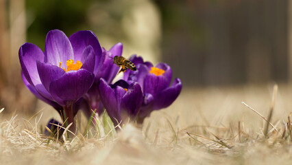 Pszczoła i fioletowe krokusy