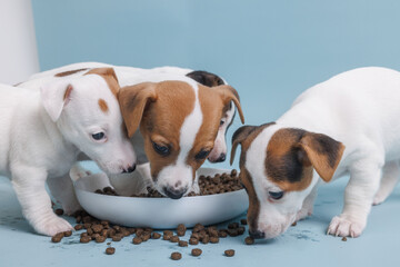 hungry jack russell terrier puppies eating from a bowl of food