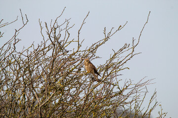 A stunning shot of a Kestrel perched in a tree in windy conditions.