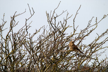 A stunning shot of a Kestrel perched in a tree in windy conditions.