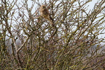 A stunning shot of a Kestrel perched in a tree in windy conditions.