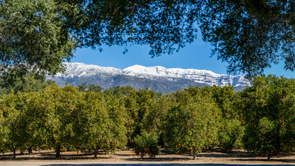 Close up of citrus orange tree orchard with the background of snow capped Topatopa mountains in...