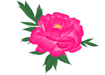 pink peony hand drawn illustration, isolated