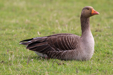 Naklejka na ściany i meble A beautiful portrait shot of a Goose looking and hunting for food in a field.