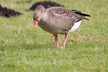 A beautiful portrait shot of a Goose looking and hunting for food in a field.