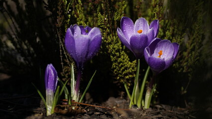 Fioletowe krokusy pośród wrzosów © Magda