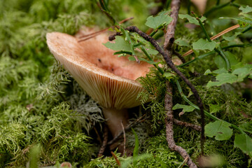 Mushroom in the forest with green moss, close-up. Lactarius torminosus, Woolly Milkcap