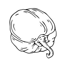 Linear sketch of sweet,bell pepper.Vector graphics.
