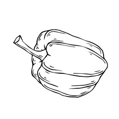 Linear sketch of sweet,bell pepper.Vector graphics.