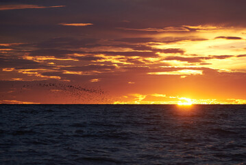 cloudy sky with sunset, sea and silhouette of flying birds