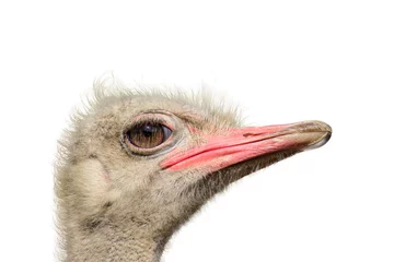 Fotobehang close-up ostrich and white background © oktay