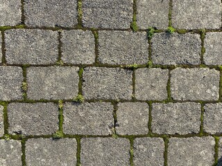 A grey brick wall with green moss on the joining cement.