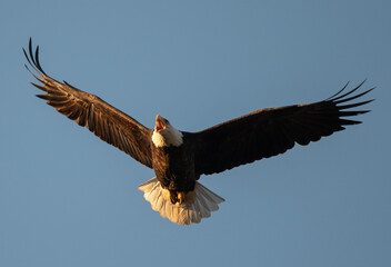 bald eagle in flight