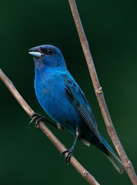 indigo bunting wit dark background