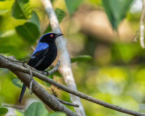 An Asian fairy bluebird portrait while sitting