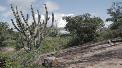 brazilian cactus on the wild