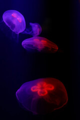 Four jellyfishes in dark waters with neon lights