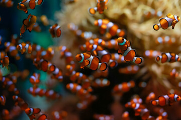 Swarm of many clown fishes  next to each other