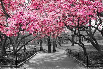 Pink spring blossoms blooming on black and white trees above a path in Central Park, New York City - 580407230
