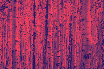 Thick forest of aspen trees with tall trunks in a fall landscape scene in Colorado with red blue duotone colors