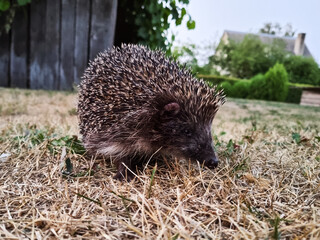 Views of natural landscapes of Latvia, animal hedgehog