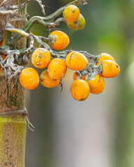 A bunch of almost ripe areca nut