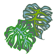 Monstera tropical green leaf drawing. Exotic nature palm plants theme illustration, decorative element for logo design, postcard, party invitation deco, restaurant menu, spa salon. Hand drawing.