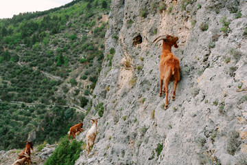 Mountain goats climbing steep hard rock surface one the right side