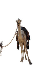 Front view of a camel in png transparency