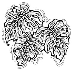 Monstera tropical green leaf drawing. Exotic nature palm plants theme illustration, decorative element for logo design, postcard, party invitation deco, restaurant menu, spa salon. Hand drawing.